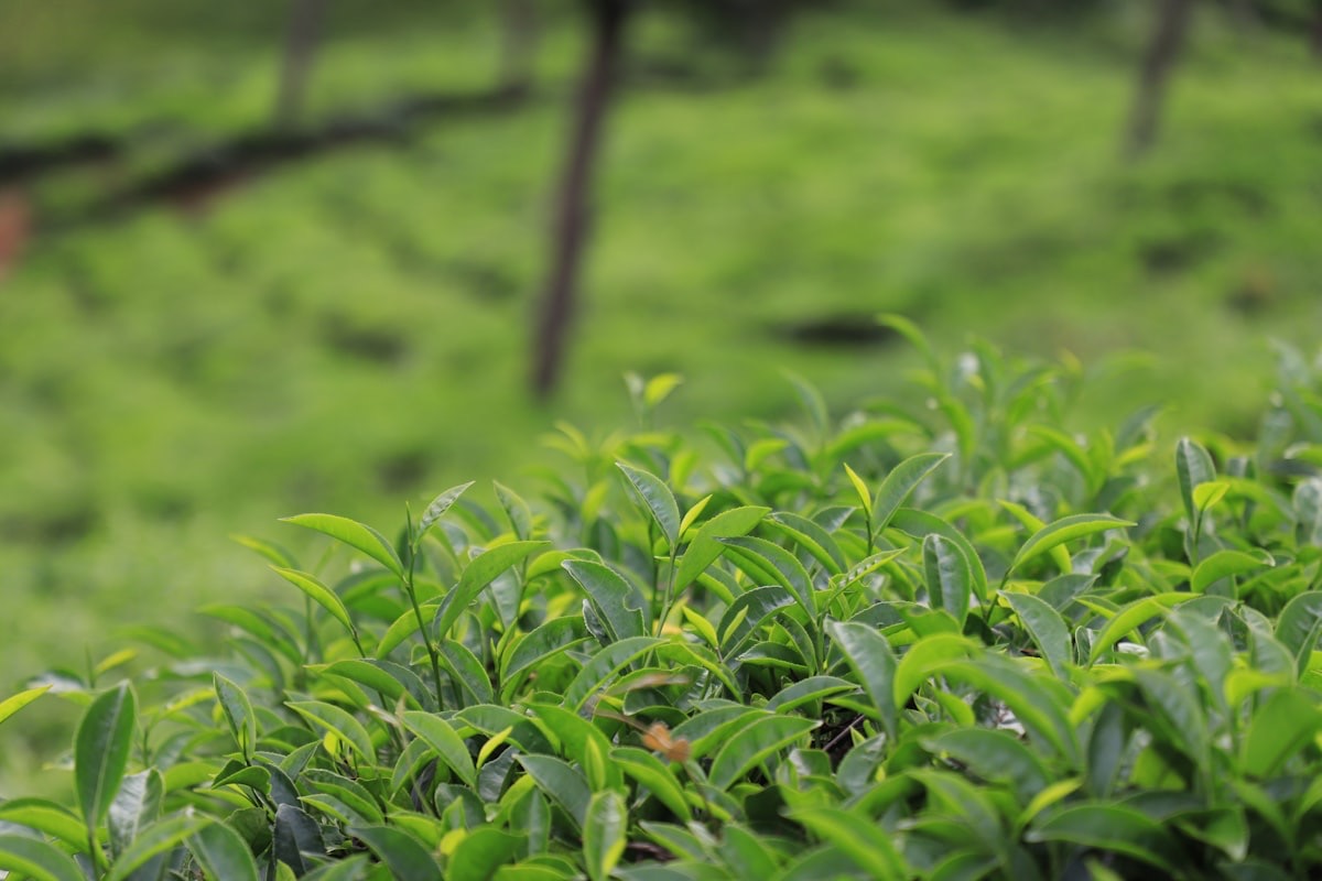 Plantes médicinales et tisanes naturelles pour la naturopathie
